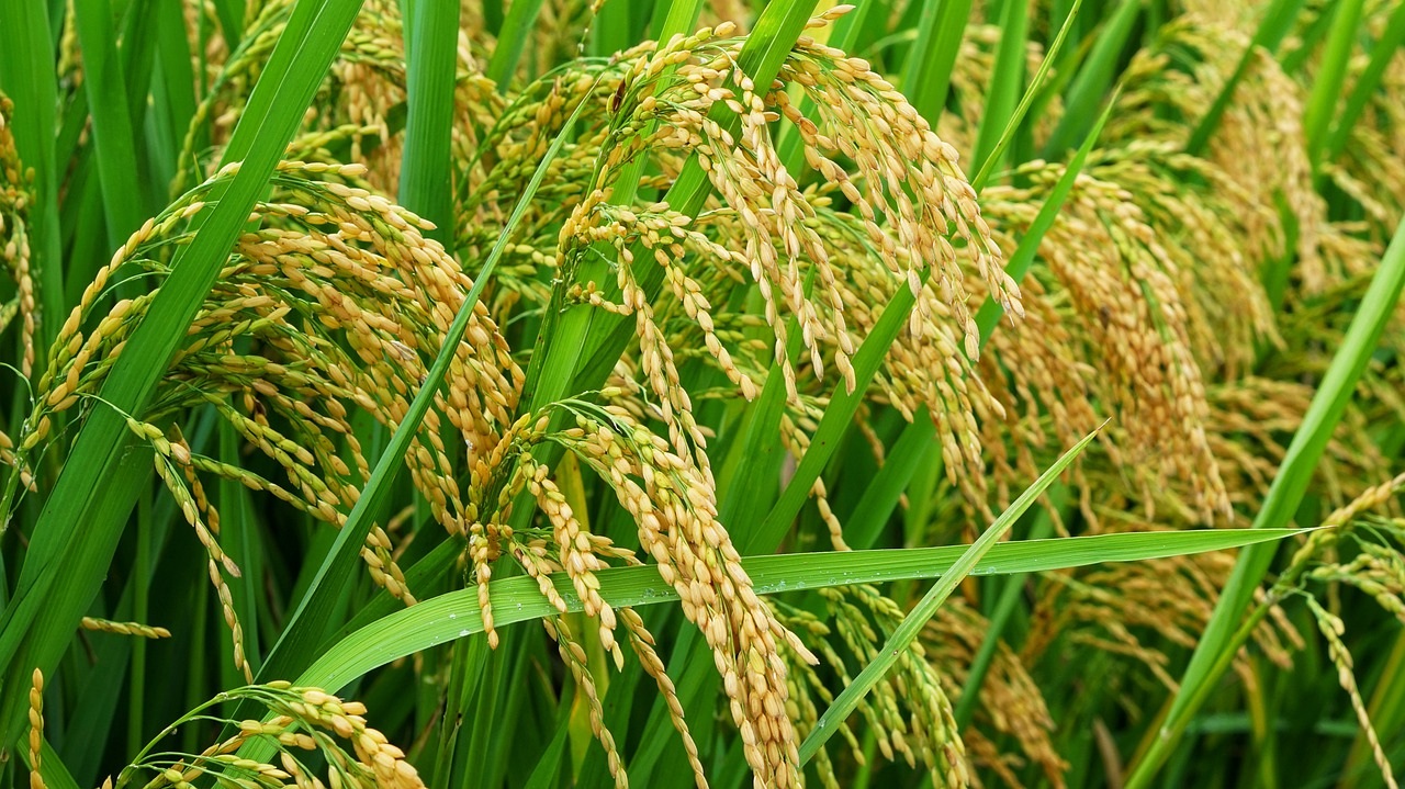 新潟のうまいお米！特別栽培米コシヒカリなら「萬吉米」がおすすめ