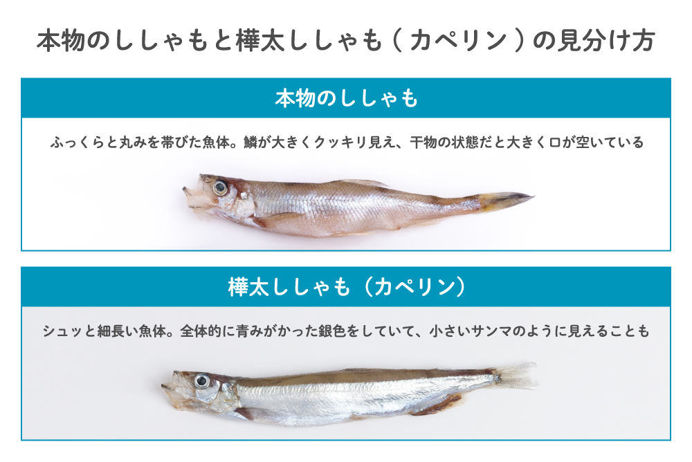 樺太ししゃも(カペリン)と本物のししゃもの見分け方